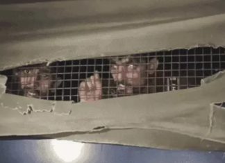 ਲੁਧਿਆਣਾ ‘ਚ ਪੇਸ਼ੀ ਤੋਂ ਆਏ ਹਵਾਲਾਤੀ ਸ਼ਰਾਬੀ ਹਾਲਤ ‘ਚ ਮਿਲੇ, ਇਕ ਗੈਂਗਸਟਰ ਬੋਲਿਆ, ਹਾਂ ਪੀਤੀ ਆ ਸ਼ਰਾਬ, ਪੁਲਿਸ ਵਾਲਿਆਂ ਨੂੰ 15 ਹਜ਼ਾਰ ਦੇ ਕੇ ਪੀਤੀ ਆ