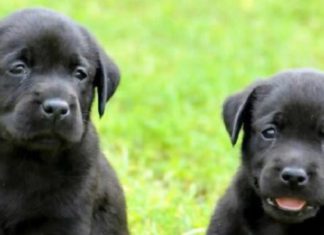 ਜਲੰਧਰ ‘ਚ ਖੌ.ਫਨਾਕ ਵਾਰਦਾਤ : 2 ਮਹੀਨਿਆਂ ਦੇ ਕਤੂਰਿਆਂ ਦੀਆਂ ਧੋ.ਨਾਂ ਵੱ.ਢ ਕੇ ਲੈ ਗਿਆ ਦਰਿੰਦਾ