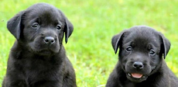 ਜਲੰਧਰ ‘ਚ ਖੌ.ਫਨਾਕ ਵਾਰਦਾਤ : 2 ਮਹੀਨਿਆਂ ਦੇ ਕਤੂਰਿਆਂ ਦੀਆਂ ਧੋ.ਨਾਂ ਵੱ.ਢ ਕੇ ਲੈ ਗਿਆ ਦਰਿੰਦਾ