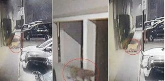 ਲੁਧਿਆਣਾ ‘ਚ 28 ਘੰਟੇ ਬੀਤਣ ‘ਤੇ ਵੀ ਤੇਂਦੂਏ ਦਾ ਨਹੀਂ ਲੱਗਾ ਸੁਰਾਗ : ਪ੍ਰਸ਼ਾਸਨ ਵੱਲੋਂ ਲੋਕਾਂ ਨੂੰ ਸਾਵਧਾਨ ਰਹਿਣ ਦੀ ਅਪੀਲ