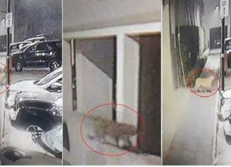 ਲੁਧਿਆਣਾ ‘ਚ 28 ਘੰਟੇ ਬੀਤਣ ‘ਤੇ ਵੀ ਤੇਂਦੂਏ ਦਾ ਨਹੀਂ ਲੱਗਾ ਸੁਰਾਗ : ਪ੍ਰਸ਼ਾਸਨ ਵੱਲੋਂ ਲੋਕਾਂ ਨੂੰ ਸਾਵਧਾਨ ਰਹਿਣ ਦੀ ਅਪੀਲ