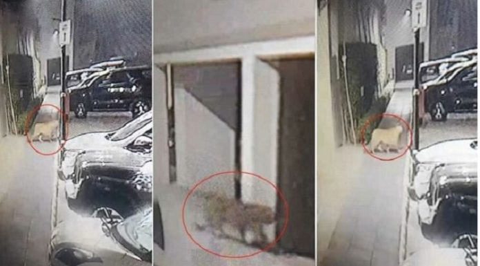 ਲੁਧਿਆਣਾ ‘ਚ 28 ਘੰਟੇ ਬੀਤਣ ‘ਤੇ ਵੀ ਤੇਂਦੂਏ ਦਾ ਨਹੀਂ ਲੱਗਾ ਸੁਰਾਗ : ਪ੍ਰਸ਼ਾਸਨ ਵੱਲੋਂ ਲੋਕਾਂ ਨੂੰ ਸਾਵਧਾਨ ਰਹਿਣ ਦੀ ਅਪੀਲ