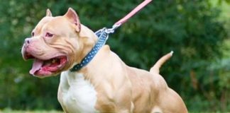 ਲੁਧਿਆਣਾ ‘ਚ ਪਿੱਟਬੁਲ ਨੇ ਮਹਿਲਾ ਨੂੰ ਵੱਢਿਆ, ਕੀਤਾ ਲਹੂ-ਲੁਹਾਨ, ਹਾਲਤ ਗੰਭੀਰ