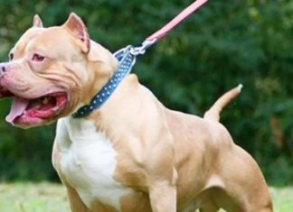 ਲੁਧਿਆਣਾ ‘ਚ ਪਿੱਟਬੁਲ ਨੇ ਮਹਿਲਾ ਨੂੰ ਵੱਢਿਆ, ਕੀਤਾ ਲਹੂ-ਲੁਹਾਨ, ਹਾਲਤ ਗੰਭੀਰ