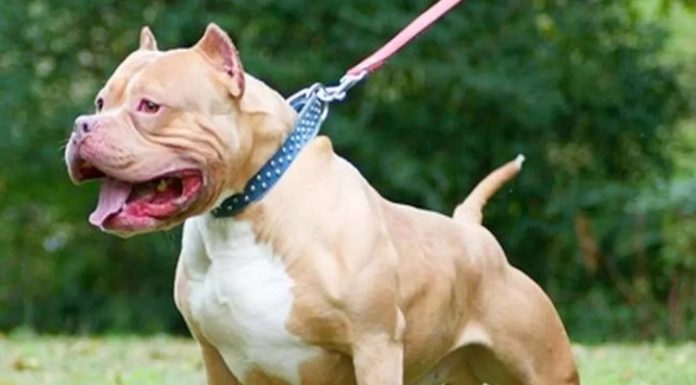 ਲੁਧਿਆਣਾ ‘ਚ ਪਿੱਟਬੁਲ ਨੇ ਮਹਿਲਾ ਨੂੰ ਵੱਢਿਆ, ਕੀਤਾ ਲਹੂ-ਲੁਹਾਨ, ਹਾਲਤ ਗੰਭੀਰ