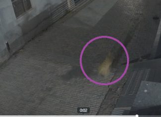 ਫਿਲੌਰ ‘ਚ ਦੇਖਿਆ ਗਿਆ ਤੇਂਦੂਆ! ਵੀਡੀਓ ਵਾਇਰਲ ਹੋਣ ਪਿੱਛੋਂ ਲੋਕਾਂ ‘ਚ ਦਹਿਸ਼ਤ