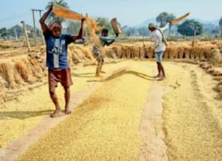 ਪੰਜਾਬ ‘ਚ ਝੋਨਾ ਖਰੀਦਣ ਦਾ ਵਧਿਆ ਸਮਾਂ, ਦਸੰਬਰ ਦੀ ਇਸ ਤਰੀਕ ਤੱਕ ਮੰਡੀਆਂ ‘ਚ ਕਿਸਾਨ ਵੇਚ ਸਕਣਗੇ ਫਸਲ