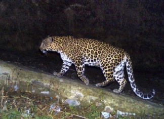 ਫਰੀਦਕੋਟ ‘ਚ ਦਾਖਲ ਹੋਇਆ ਚੀਤਾ, ਪਿੰਡ ‘ਚ ਦਹਿਸ਼ਤ ਦਾ ਮਾਹੌਲ, ਸਾਹਮਣੇ ਆਈ CCTV ਫੁਟੇਜ