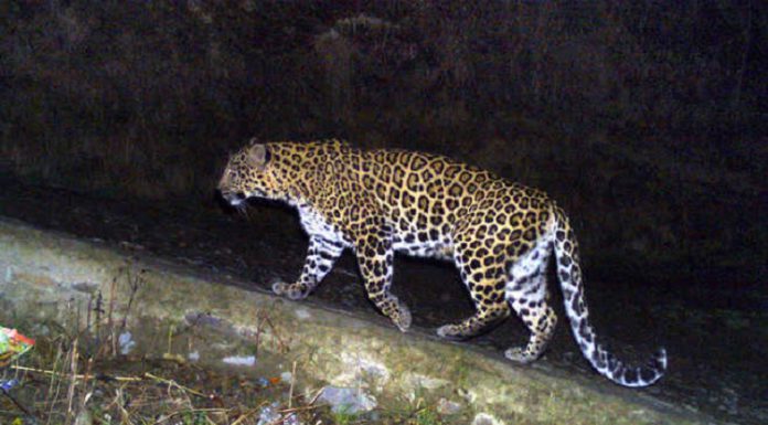 ਫਰੀਦਕੋਟ ‘ਚ ਦਾਖਲ ਹੋਇਆ ਚੀਤਾ, ਪਿੰਡ ‘ਚ ਦਹਿਸ਼ਤ ਦਾ ਮਾਹੌਲ, ਸਾਹਮਣੇ ਆਈ CCTV ਫੁਟੇਜ