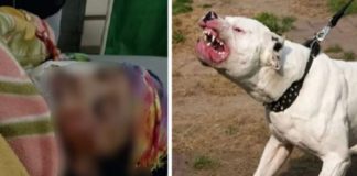 ਮੋਹਾਲੀ : ਘਰ ‘ਚ ਸਫਾਈ ਕਰਦੀ ਔਰਤ ‘ਤੇ ਪਿਟਬੁੱਲ ਕੁੱਤਿਆਂ ਵੱਲੋਂ ਹਮਲਾ, ਮੂੰਹ ਦਾ ਇਕ ਹਿੱਸਾ ਖਾਧਾ; ਕੀਤਾ ਲਹੂ-ਲੂਹਾਨ