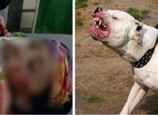 ਮੋਹਾਲੀ : ਘਰ ‘ਚ ਸਫਾਈ ਕਰਦੀ ਔਰਤ ‘ਤੇ ਪਿਟਬੁੱਲ ਕੁੱਤਿਆਂ ਵੱਲੋਂ ਹਮਲਾ, ਮੂੰਹ ਦਾ ਇਕ ਹਿੱਸਾ ਖਾਧਾ; ਕੀਤਾ ਲਹੂ-ਲੂਹਾਨ