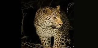 ਲੁਧਿਆਣਾ ‘ਚ ਨਜ਼ਰ ਆਇਆ ਚੀਤਾ : ਪੁਲਿਸ ਨੇ ਇਲਾਕਾ ਕੀਤਾ ਸੀਲ, ਲੋਕਾਂ ‘ਚ ਦਹਿਸ਼ਤ ਦਾ ਮਾਹੌਲ