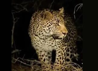 ਲੁਧਿਆਣਾ ‘ਚ ਨਜ਼ਰ ਆਇਆ ਚੀਤਾ : ਪੁਲਿਸ ਨੇ ਇਲਾਕਾ ਕੀਤਾ ਸੀਲ, ਲੋਕਾਂ ‘ਚ ਦਹਿਸ਼ਤ ਦਾ ਮਾਹੌਲ