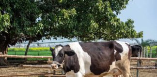 ਹੁਸ਼ਿਆਰਪੁਰ ‘ਚ ਰੂਹ-ਕੰਬਾਊ ਘਟਨਾ : ਦਰਿੰਦਿਆਂ ਨੇ ਗਾਂ ਦੀਆਂ ਲੱਤਾਂ ਵੱ.ਢ ਕੇ ਖੇਤਾਂ ‘ਚ ਸੁੱਟਿਆ, ਵੱਛੇ ਨੂੰ ਵੀ ਕੀਤਾ ਜ਼ਖਮੀ