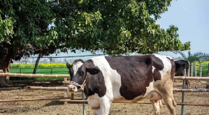 ਹੁਸ਼ਿਆਰਪੁਰ ‘ਚ ਰੂਹ-ਕੰਬਾਊ ਘਟਨਾ : ਦਰਿੰਦਿਆਂ ਨੇ ਗਾਂ ਦੀਆਂ ਲੱਤਾਂ ਵੱ.ਢ ਕੇ ਖੇਤਾਂ ‘ਚ ਸੁੱਟਿਆ, ਵੱਛੇ ਨੂੰ ਵੀ ਕੀਤਾ ਜ਼ਖਮੀ