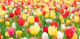 ਸਾਇੰਸ ਸਿਟੀ ਵਿਖੇ 2 ਮਾਰਚ ਨੂੰ ਹੋਵੇਗਾ ਫ਼ਲਾਵਰ ਸ਼ੋਅ, ਬਾਗਬਾਨੀ ਮਾਹਿਰ ਦੇਣਗੇ ਫੁੱਲਾਂ ਬਾਰੇ ਖਾਸ ਜਾਣਕਾਰੀ