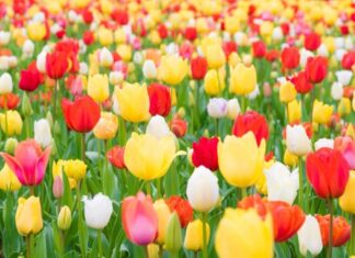 ਸਾਇੰਸ ਸਿਟੀ ਵਿਖੇ 2 ਮਾਰਚ ਨੂੰ ਹੋਵੇਗਾ ਫ਼ਲਾਵਰ ਸ਼ੋਅ, ਬਾਗਬਾਨੀ ਮਾਹਿਰ ਦੇਣਗੇ ਫੁੱਲਾਂ ਬਾਰੇ ਖਾਸ ਜਾਣਕਾਰੀ