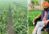 ਪੰਜਾਬੀਆਂ ਲਈ ਖੇਤੀ ਧੰਦਾ ਨਹੀਂ ਬਲਕਿ ਧਰਮ ਹੈ…