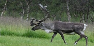 ਚੰਡੀਗੜ੍ਹ ਦੇ ਰਿਹਾਇਸ਼ੀ ਇਲਾਕੇ ‘ਚ ਵੜਿਆ ਬਾਰਾਸਿੰਙਾ, ਹਫੜਾ-ਦਫੜੀ ਦਾ ਬਣਿਆ ਮਾਹੌਲ