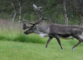 ਚੰਡੀਗੜ੍ਹ ਦੇ ਰਿਹਾਇਸ਼ੀ ਇਲਾਕੇ ‘ਚ ਵੜਿਆ ਬਾਰਾਸਿੰਙਾ, ਹਫੜਾ-ਦਫੜੀ ਦਾ ਬਣਿਆ ਮਾਹੌਲ