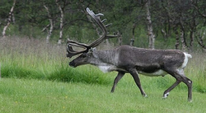 ਚੰਡੀਗੜ੍ਹ ਦੇ ਰਿਹਾਇਸ਼ੀ ਇਲਾਕੇ ‘ਚ ਵੜਿਆ ਬਾਰਾਸਿੰਙਾ, ਹਫੜਾ-ਦਫੜੀ ਦਾ ਬਣਿਆ ਮਾਹੌਲ