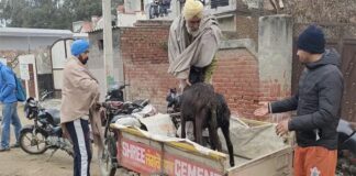 ਫਰੀਦਕੋਟ : PPR ਵਾਇਰਸ ਨਾਲ 200 ਬੱਕਰੀਆਂ ਦੀ ਮੌ.ਤ, ਬੱਕਰੀ ਪਾਲਕ ਪਰਿਵਾਰ ਦਾ ਰੋ-ਰੋ ਬੁਰਾ ਹਾਲ