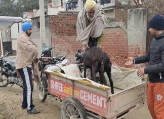 ਫਰੀਦਕੋਟ : PPR ਵਾਇਰਸ ਨਾਲ 200 ਬੱਕਰੀਆਂ ਦੀ ਮੌ.ਤ, ਬੱਕਰੀ ਪਾਲਕ ਪਰਿਵਾਰ ਦਾ ਰੋ-ਰੋ ਬੁਰਾ ਹਾਲ