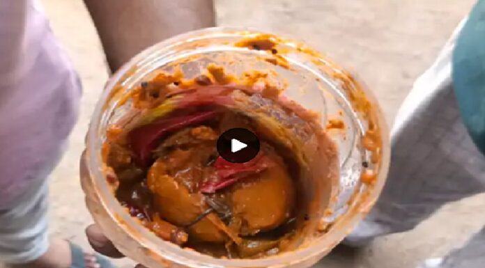 ਫਾਜ਼ਿਲਕਾ ‘ਚ ਡੱਬਾ ਬੰਦ ਖਰੀਦੇ ਵੱਡੀ ਕੰਪਨੀ ਦੇ ਆਚਾਰ ‘ਚੋਂ ਨਿਕਲਿਆ ਮਰਿਆ ਸੱਪ, ਪਰਿਵਾਰ ‘ਚ ਫੈਲੀ ਦਹਿਸ਼ਤ