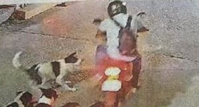 ਕੁੱਤੇ ਦੇ ਕੱਟਣ ‘ਤੇ ਕਾਰੋਬਾਰੀ ਨੇ ਨਿਗਮ ਤੋਂ ਮੰਗਿਆ 5 ਲੱਖ ਦਾ ਮੁਆਵਜ਼ਾ, ਪੜ੍ਹੋ ਪੂਰੀ ਖ਼ਬਰ