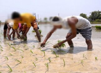 ਪੰਜਾਬ ਦੀ ਪਹਿਲੀ ਖੇਤੀ ਨੀਤੀ ਦਾ ਖਰੜਾ ਜਾਰੀ : 15 ਡਾਰਕ ਜ਼ੋਨਾਂ ‘ਚ ਝੋਨੇ ਦੀ ਬਿਜਾਈ ‘ਤੇ ਪਾਬੰਦੀ ਲਾਉਣ ਦੀ ਸਿਫਾਰਿਸ਼