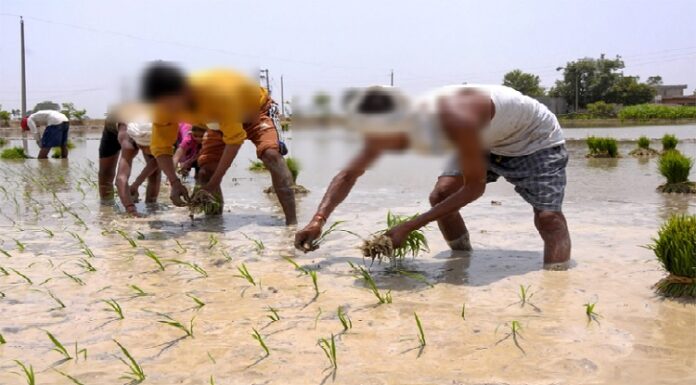 ਪੰਜਾਬ ਦੀ ਪਹਿਲੀ ਖੇਤੀ ਨੀਤੀ ਦਾ ਖਰੜਾ ਜਾਰੀ : 15 ਡਾਰਕ ਜ਼ੋਨਾਂ ‘ਚ ਝੋਨੇ ਦੀ ਬਿਜਾਈ ‘ਤੇ ਪਾਬੰਦੀ ਲਾਉਣ ਦੀ ਸਿਫਾਰਿਸ਼