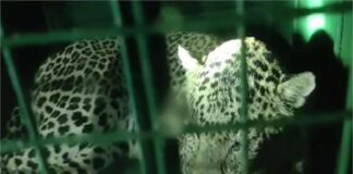 ਉਦੈਪੁਰ ‘ਚ ਚੀਤੇ ਨੇ ਮਚਾਇਆ ਆਤੰਕ, 10 ਦਿਨਾਂ ‘ਚ 6 ਲੋਕਾਂ ਦੀ ਮੌਤ