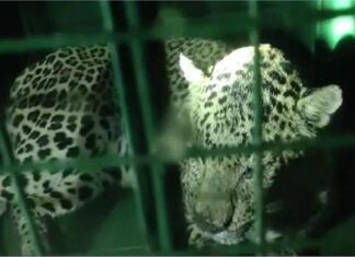 ਉਦੈਪੁਰ ‘ਚ ਚੀਤੇ ਨੇ ਮਚਾਇਆ ਆਤੰਕ, 10 ਦਿਨਾਂ ‘ਚ 6 ਲੋਕਾਂ ਦੀ ਮੌਤ