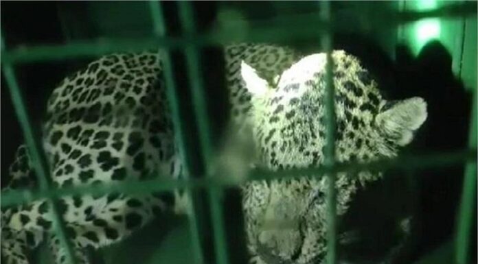 ਉਦੈਪੁਰ ‘ਚ ਚੀਤੇ ਨੇ ਮਚਾਇਆ ਆਤੰਕ, 10 ਦਿਨਾਂ ‘ਚ 6 ਲੋਕਾਂ ਦੀ ਮੌਤ