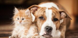 ਸਾਵਧਾਨ ! ਕੁੱਤੇ-ਬਿੱਲੀਆਂ ਪਾਲਣ ਦਾ ਸ਼ੌਕ ਤੁਹਾਡੀ ਸਿਹਤ ਨੂੰ ਪਾ ਸਕਦੇ ਖਤਰੇ ‘ਚ, ਪੜ੍ਹੋ ਪੂਰੀ ਰਿਪੋਰਟ
