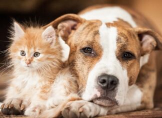 ਸਾਵਧਾਨ ! ਕੁੱਤੇ-ਬਿੱਲੀਆਂ ਪਾਲਣ ਦਾ ਸ਼ੌਕ ਤੁਹਾਡੀ ਸਿਹਤ ਨੂੰ ਪਾ ਸਕਦੇ ਖਤਰੇ ‘ਚ, ਪੜ੍ਹੋ ਪੂਰੀ ਰਿਪੋਰਟ