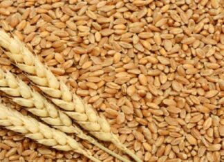 ਸਰਕਾਰ ਨੇ ਜਾਰੀ ਕੀਤਾ 35 ਲੱਖ ਟਨ ਵਾਧੂ ਅਨਾਜ, ਮੁਫਤ ਅਨਾਜ ਯੋਜਨਾ ਤਹਿਤ 80 ਕਰੋੜ ਲੋਕਾਂ ਨੂੰ ਮਿਲੇਗੀ ਹੋਰ ਕਣਕ