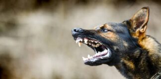 ਘਰ ਦੇ ਬਾਹਰ ਖੇਡ ਰਹੇ ਬੱਚੇ ਨੂੰ ਆਵਾਰਾ ਕੁੱਤਿਆਂ ਨੇ ਬੁਰੀ ਤਰ੍ਹਾਂ ਨੋਚਿਆ, ਸਿਰ ‘ਚ ਲੱਗੇ 100 ਟਾਂਕੇ