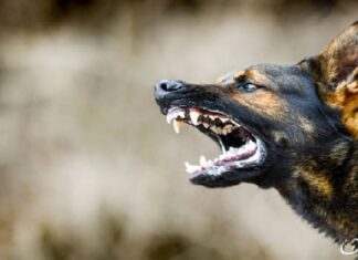 ਘਰ ਦੇ ਬਾਹਰ ਖੇਡ ਰਹੇ ਬੱਚੇ ਨੂੰ ਆਵਾਰਾ ਕੁੱਤਿਆਂ ਨੇ ਬੁਰੀ ਤਰ੍ਹਾਂ ਨੋਚਿਆ, ਸਿਰ ‘ਚ ਲੱਗੇ 100 ਟਾਂਕੇ