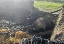 ਅੱਗ ‘ਚ ਜ਼ਿੰਦਾ ਸੜ ਗਈਆਂ 6 ਬੱਕਰੀਆਂ ਤੇ ਮੱਝਾਂ, ਬਚਾਉਣ ਗਿਆ ਮਾਲਕ ਵੀ ਝੁਲਸਿਆ