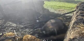 ਅੱਗ ‘ਚ ਜ਼ਿੰਦਾ ਸੜ ਗਈਆਂ 6 ਬੱਕਰੀਆਂ ਤੇ ਮੱਝਾਂ, ਬਚਾਉਣ ਗਿਆ ਮਾਲਕ ਵੀ ਝੁਲਸਿਆ