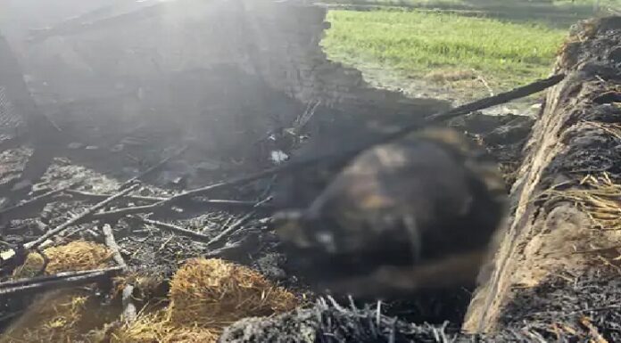 ਅੱਗ ‘ਚ ਜ਼ਿੰਦਾ ਸੜ ਗਈਆਂ 6 ਬੱਕਰੀਆਂ ਤੇ ਮੱਝਾਂ, ਬਚਾਉਣ ਗਿਆ ਮਾਲਕ ਵੀ ਝੁਲਸਿਆ