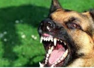 ਵਕੀਲ ਦੇ 11 ਸਾਲ ਦੇ ਬੱਚੇ ਨੂੰ ਆਵਾਰਾ ਕੁੱਤੇ ਨੇ ਵੱਢਿਆ, ਲੋਕਾਂ ‘ਚ ਕੁੱਤਿਆਂ ਦਾ ਖੌਫ