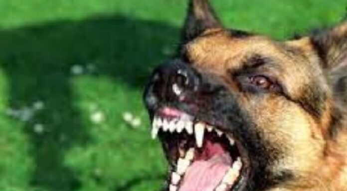 ਵਕੀਲ ਦੇ 11 ਸਾਲ ਦੇ ਬੱਚੇ ਨੂੰ ਆਵਾਰਾ ਕੁੱਤੇ ਨੇ ਵੱਢਿਆ, ਲੋਕਾਂ ‘ਚ ਕੁੱਤਿਆਂ ਦਾ ਖੌਫ