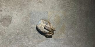 ਜਲੰਧਰ ‘ਚ ਸਕੂਲ ਨੇੜੇ ਗ੍ਰਨੇਡ ਮਿਲਣ ਤੋਂ ਬਾਅਦ ਮੱਚਿਆ ਹੜਕੰਪ, ਪੁਲਿਸ ਨੇ ਇਲਾਕਾ ਕੀਤਾ ਸੀਲ