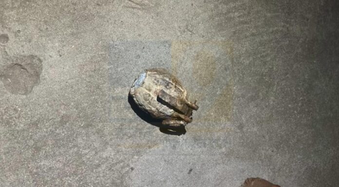 ਜਲੰਧਰ ‘ਚ ਸਕੂਲ ਨੇੜੇ ਗ੍ਰਨੇਡ ਮਿਲਣ ਤੋਂ ਬਾਅਦ ਮੱਚਿਆ ਹੜਕੰਪ, ਪੁਲਿਸ ਨੇ ਇਲਾਕਾ ਕੀਤਾ ਸੀਲ