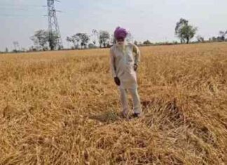 संगरूर के छाहर गांव में ओलावृष्टि का कहर, 100 एकड़ गेहूं की फसल बर्बाद