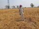 संगरूर के छाहर गांव में ओलावृष्टि का कहर, 100 एकड़ गेहूं की फसल बर्बाद
