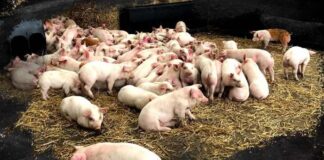 ਪਟਿਆਲਾ ‘ਚ ਸੂਰਾਂ ‘ਚ ਫੈਲਿਆ ਅਫਰੀਕਨ ਸਵਾਈਨ ਫੀਵਰ, ਪਿੰਡ ਨੂੰ ਸੰਕ੍ਰਮਿਤ ਇਲਾਕਾ ਕੀਤਾ ਗਿਆ ਘੋਸ਼ਿਤ