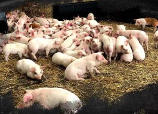 ਪਟਿਆਲਾ ‘ਚ ਸੂਰਾਂ ‘ਚ ਫੈਲਿਆ ਅਫਰੀਕਨ ਸਵਾਈਨ ਫੀਵਰ, ਪਿੰਡ ਨੂੰ ਸੰਕ੍ਰਮਿਤ ਇਲਾਕਾ ਕੀਤਾ ਗਿਆ ਘੋਸ਼ਿਤ